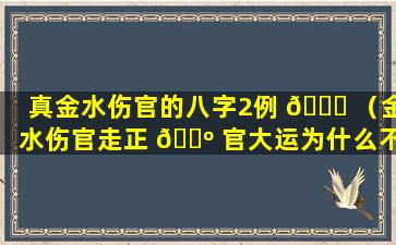 真金水伤官的八字2例 🐎 （金水伤官走正 🐺 官大运为什么不好）